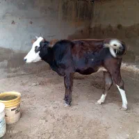 بچر آلمانی شکم اول نزدیک زایمان