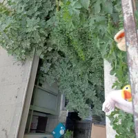اجاره خانه ویلایی ۱۰۰ متری ۱ خوابه در مینای شمالی|اجارهٔ خانه و ویلا|تهران, مینای شمالی (مخبر)|دیوار