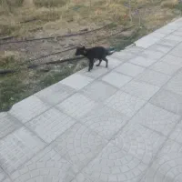 واگذاری ۲ قلاده توله سگ|سگ|ارشق, |دیوار