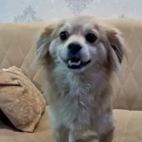 سگ پامر|سگ|مشکیندشت, |دیوار