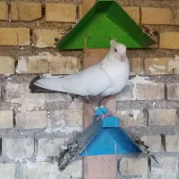 دم قهویی