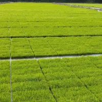 نشای شالی آماده
