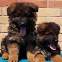 توله سگ ژرمن شولاین موبلند لانگهیر دورنگ وبلک