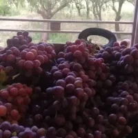 باغ ۴۰۰۰ متری لپویی|فروش زمین و ملک کلنگی|شیراز, انجیره|دیوار