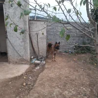 سگ ژرمن