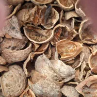 فروش پوسته هسته  زردالو .پسته .گردو