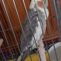 عروس هلندی ماده|پرنده|ملایر, |دیوار