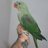 جوحه شاه طوطی نر سه ماهه دون خور