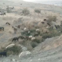گوسفند زنده فروش تکی یا عمده