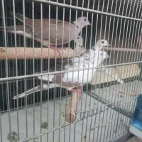 کبوتر