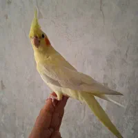 عروس هلندی ۴ ماهه|پرنده|کرج, شهرک اوج|دیوار