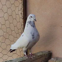 کفتر پرشی درجه یک معاوضه با سهره