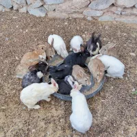 خرگوش|موش و خرگوش|مود, |دیوار