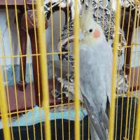 عروس هلندی شیطون|پرنده|گرمسار, |دیوار