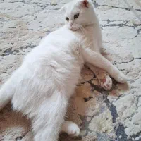 گربه اسکاتیش|گربه|شیراز, ارم|دیوار