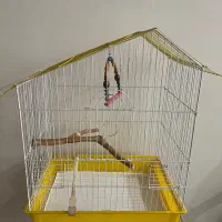 قفس طوطی وعروس هلندی