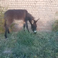 خر یا الاغ گوسفندی