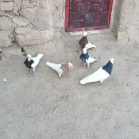 کبوتر طوقی|پرنده|عطاملک, |دیوار