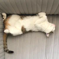 واگذاری رایگان گربه به همراه وسایل