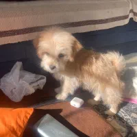 مالتیز شیتزو