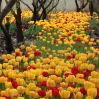 لاله هلندی،بذر و پیاز انواع گل