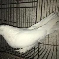 کفتر کبوتر کله دم پرپا بلندپرواز بام تضمینی