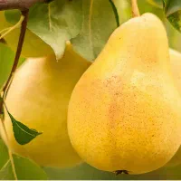 نهال فروشی به قیمت عمده|خدمات باغبانی و درختکاری|شیراز, آبزنگی|دیوار