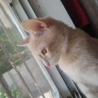 گربه نر سه ماهه و نیم