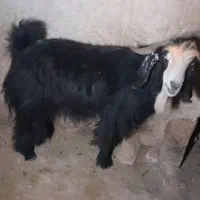 فروش قوچ بختیاری اصل تیشتر پازنی میش زاییده|حیوانات مزرعه|قلعه ممبی, |دیوار