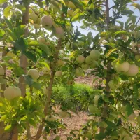 نیازمندکارگر برای مزرعه نهالستان