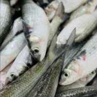 ماهی گبگوب تازه