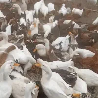 اوردک محلی|حیوانات مزرعه|چابکسر, |دیوار