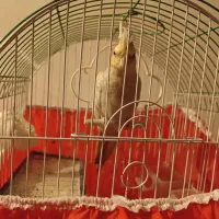 عروس هلندی نر دستی 8ماه