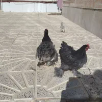 مرغ و خروس تزیینی و تخمی|حیوانات مزرعه|جلگه رخ, |دیوار