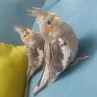 عروس هلندی ۳ ماهه