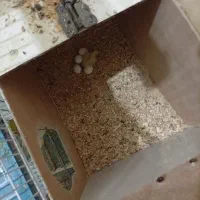 عروس هلندی،گرینچیک،برزیلی،ملنگو،مرغ عشق|پرنده|بندر کنگان, |دیوار