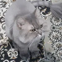 گربه بریتیش لانگ هیر