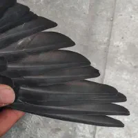 کبوتر زاغ پرشی|پرنده|گلپایگان, |دیوار