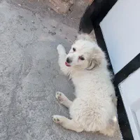 سگ پاکوتاه