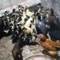 جوجه اردک خارجی سنگین وزن