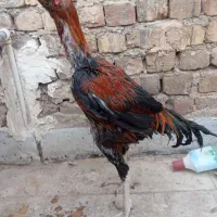 مرغ و خروس لاری|حیوانات مزرعه|قم, جمکران|دیوار