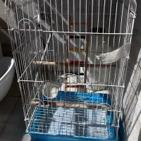 قفس پرنده|لوازم جانبی حیوانات|کرمانشاه, |دیوار