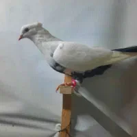 چندتا کفتر نرو ماده|پرنده|شیراز, وزیرآباد|دیوار