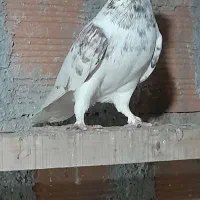 کفتر یا کبوتر