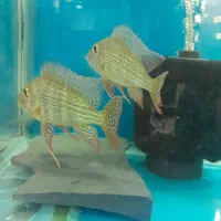 انواع ماهی گیاهخوار و گوشتخوار کت|ماهی|فردیس, ثابتی|دیوار