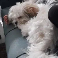 سگ شیتزو سوپر فلت|سگ|مشهد, نوید|دیوار