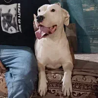 داگو ارژانتینو ماده