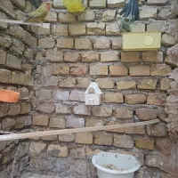 یک جفت طوطی کوتوله و یک جفت عروس و یه ماده