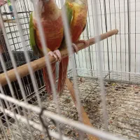 طوطی گرینچیک مولد دبل رد