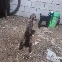 گم شدن دوراس بز|حیوانات مزرعه|رامهرمز, |دیوار